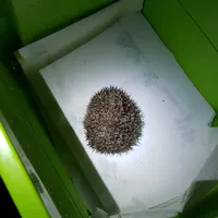 igel1.jpg